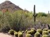Botanical Gardens outside Mesa, AZ