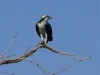 Osprey in Mesa, Arizona