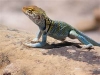 Collared Lizard in Mesa, AZ